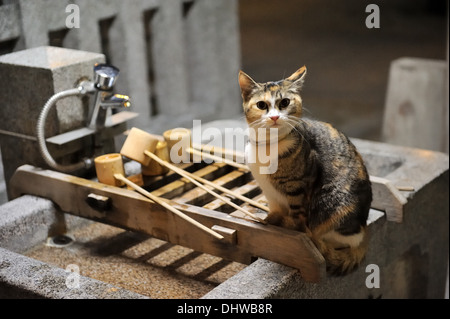 Streunende Katze in einem Schrein in Okinawa, Japan Stockfoto