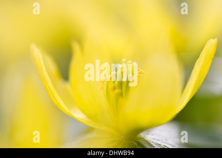 Winterling (Eranthis Hyemalis) Stockfoto