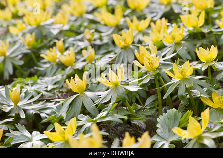 Winterling (Eranthis Hyemalis) Stockfoto