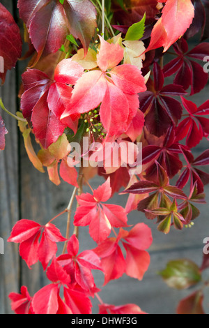 Wildem Wein rote Fallfarbe - London-UK Stockfoto