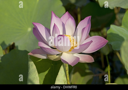 Lotusblüte, Nelumbo nucifera Stockfoto