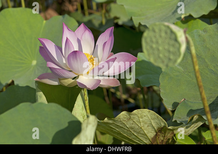 Lotusblüte, Nelumbo nucifera Stockfoto