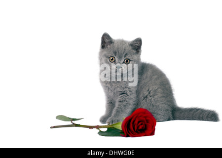 Britisch Kurzhaar Kätzchen mit einer roten Rose. Stockfoto