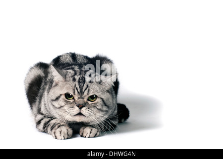 Britische Katze liegend auf einem weißen Hintergrund mit Platz für Text. Stockfoto