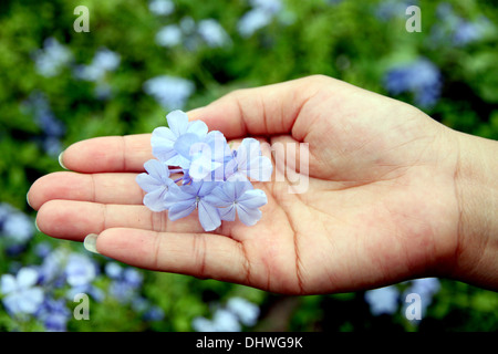 Das Bild lila Blüten im Hinterhof auf Seite. Stockfoto