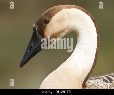 Swan Goose (Anser cygnoides) Stockfoto