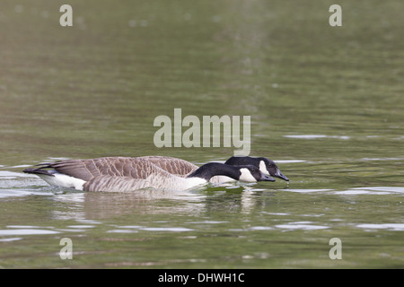 Kanada Goosees (Branta Canadensis) Stockfoto