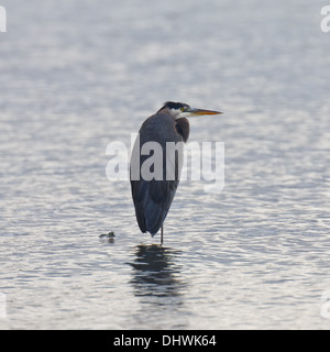 Great Blue Heron balancieren auf einem Bein in ruhigem Wasser mit einem wachsamen Auge. Stockfoto