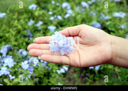 Das Bild lila Blüten im Hinterhof auf Seite. Stockfoto