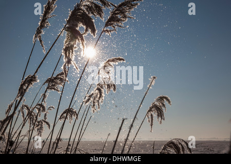 Niederlande, Zegveld, Eiskristalle auf Reed Plume. Hintergrund-Weiden. Winter Stockfoto