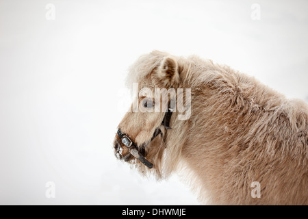 Niederlande, Loenen Aan de Vecht. Pony im Schnee Stockfoto