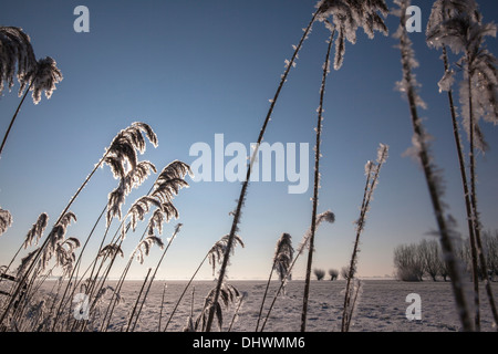 Niederlande, Zegveld, Eiskristalle auf Reed Plume. Hintergrund-Weiden. Winter Stockfoto