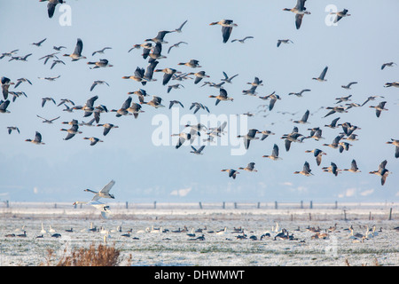 Holland, Weesp, Eem Polder, Eempolder. Rastplatz für Höckerschwäne, Graugänse, Singschwänen und andere. Winter. Graugänse fliegen Stockfoto