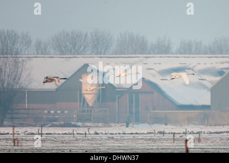 Niederlande, Eemnes Eem Polder. Eempolder, Rastplatz für Vögel. Winter. Höckerschwäne fliegen vor der Farm Stockfoto