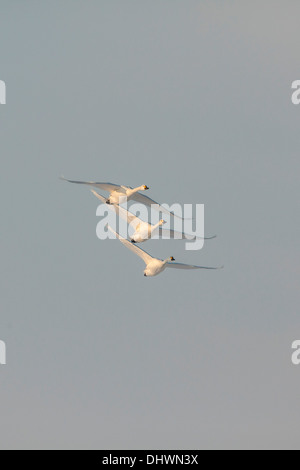 Niederlande, Eemnes Eem Polder. Eempolder, Winter. Singschwänen fliegen Stockfoto