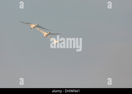 Niederlande, Eemnes Eem Polder. Eempolder, Winter. Singschwänen fliegen Stockfoto