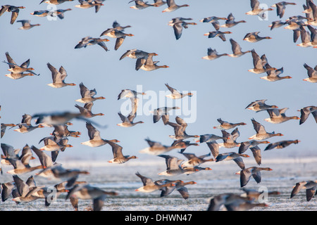 Niederlande, Weesp, Eem Polder, Eempolder. Rastplatz für Höckerschwäne, Graugänse, Singschwänen und andere. Winter. Radfahrer Stockfoto