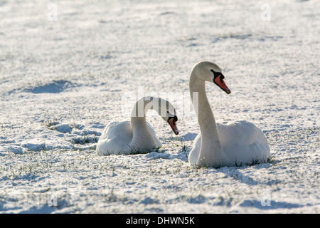 Niederlande, Eemnes Eem Polder. Eempolder, Höckerschwäne, Winter Stockfoto