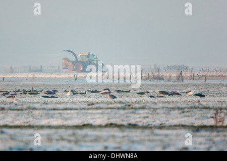 Niederlande, Eemnes, Eem Polder, Eempolder. Rastplatz für Höckerschwäne, Graugänse, Singschwänen und andere. Winter. Traktor Stockfoto