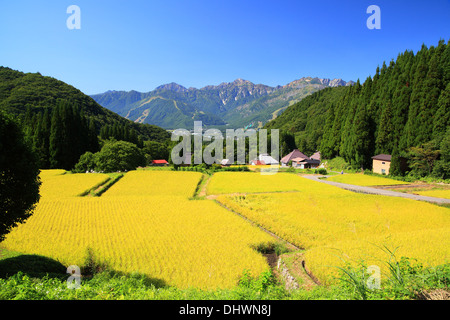 Japanischen Alpen und Reis Bereich Hakuba Dorf, Nagano, Japan Stockfoto