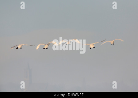 Niederlande, Weesp, Eem Polder. Eempolder, Winter. Singschwänen fliegen Stockfoto