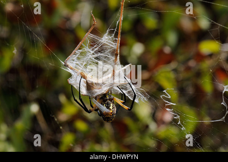 Heuschrecke im Spinnennetz gefangen Stockfoto