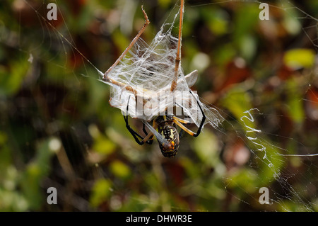 Heuschrecke im Spinnennetz gefangen Stockfoto