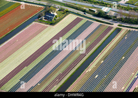 Niederlande, Lisse, Felder von Hyazinthen, Antenne Stockfoto