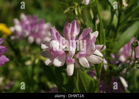 Crownvetch Stockfoto