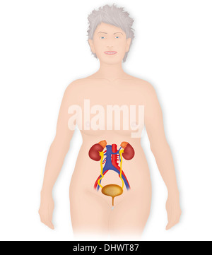 ANATOMIE, HARNWEGE Stockfoto
