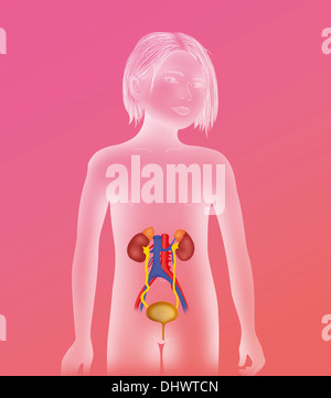 ANATOMIE, HARNWEGE Stockfoto