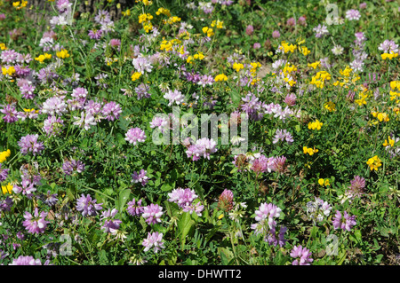 Crownvetch Stockfoto