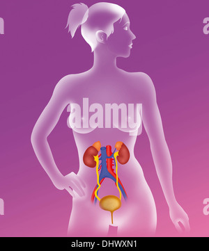 ANATOMIE, HARNWEGE Stockfoto