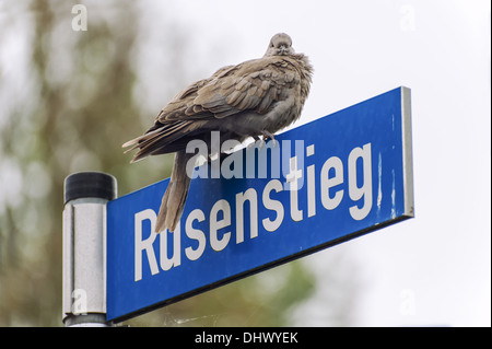 Zwei Tauben sitzen auf einem Straßenschild Stockfoto