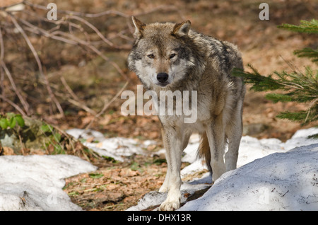 Europäischer Wolf (Canis Lupus) gesehen in typischen Lebensraum mit Schnee auf dem Boden. (Captive) Stockfoto