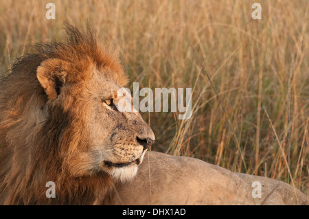 Männlicher Löwe erwacht kurz nach der ersten Ampel und blickt in die Ferne wie die Sonne aufgeht und beginnt ein neuer Tag in die Mara in Kenia. Stockfoto