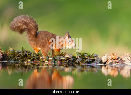 Eichhörnchen im Herbst hält während der Nahrungssuche neben Wald Planschbecken. Stockfoto