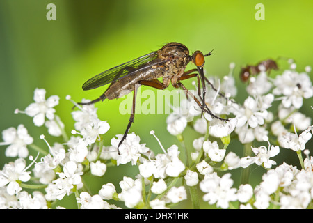 Empis Livida, Dolch fliegen Stockfoto