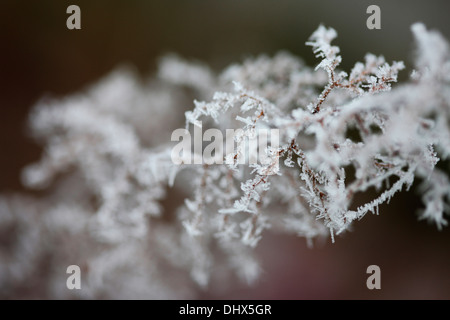 die Dunkelheit der Winter, Schnee und Frost Jane Ann Butler Fotografie JABP974 Stockfoto