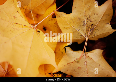 gefallenen Ahornblätter auf dem Waldboden Jane Ann Butler Fotografie JABP964 Stockfoto