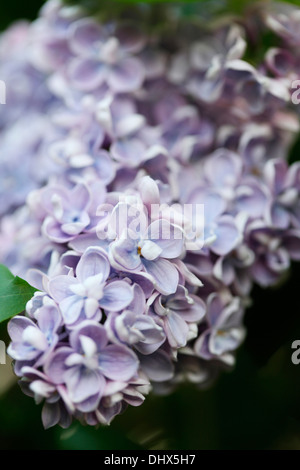 süß duftenden Flieder blüht Jane Ann Butler Fotografie JABP982 Stockfoto
