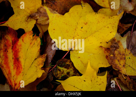 im Herbst Laub auf dem Wald floor Jane Ann Butler Fotografie JABP966 Stockfoto