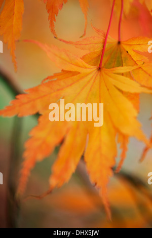 close up of maple leaves Jane Ann Butler Photography  JABP967 Stockfoto