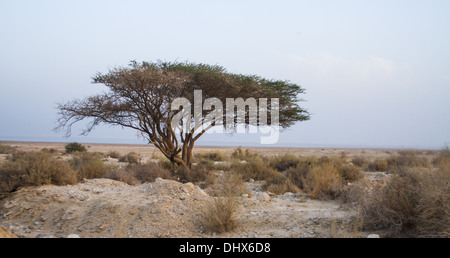 Einsamer Baum in der Wüste Negev Stockfoto