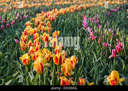 Niederlande, Lisse, Keukenhof Gärten. Tulpen Stockfoto
