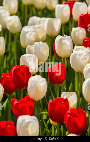 Niederlande, Lisse, Keukenhof Gärten. Tulpen Stockfoto