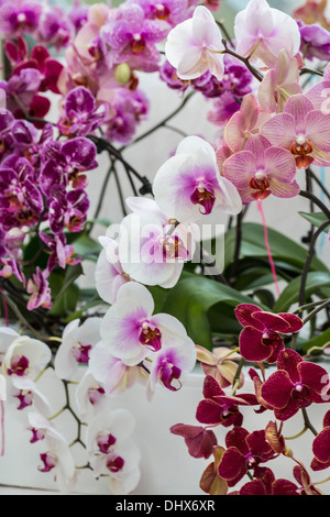 Niederlande, Lisse, Keukenhof Gärten. Orchideen Stockfoto