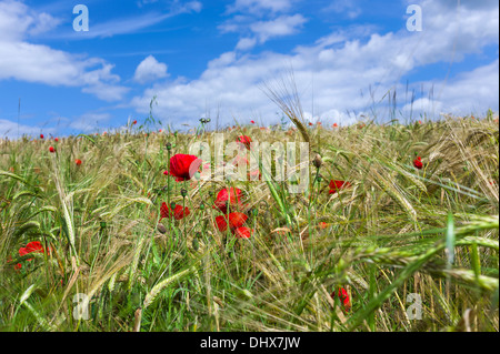 Leuchtend rote Mohnblumen in einem Feld von Weizen fast reif für die Ernte an einem hellen Sommertag in der Nähe von Malton in North Yorkshire, UK. Stockfoto