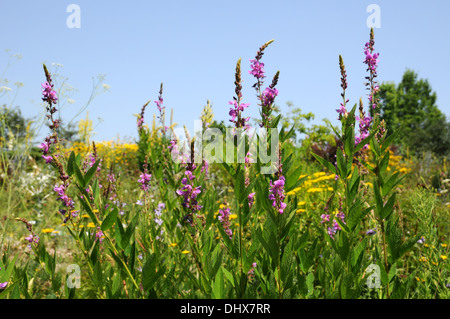 Bush Clover, Lespedeza Thunbergii Buschklee (Lespedeza ...