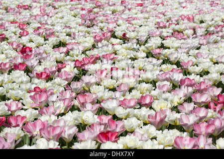Niederlande, Lisse, Keukenhof Gärten. Tulpen Stockfoto